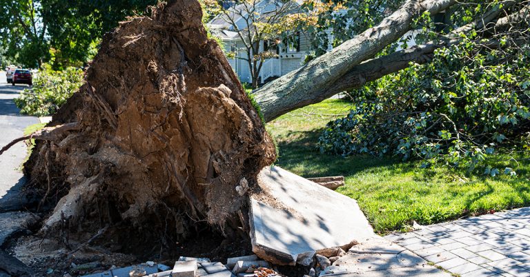 “Tree Root Damage, Who is Responsible?,” by Becker