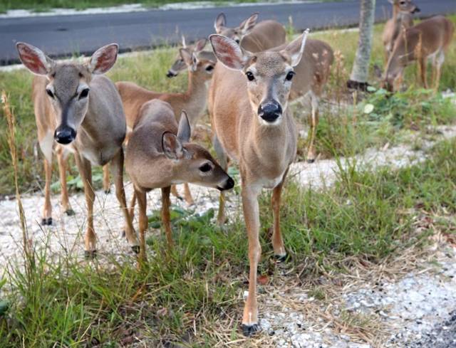 Lake Management: Don’t Feed the Wildlife!