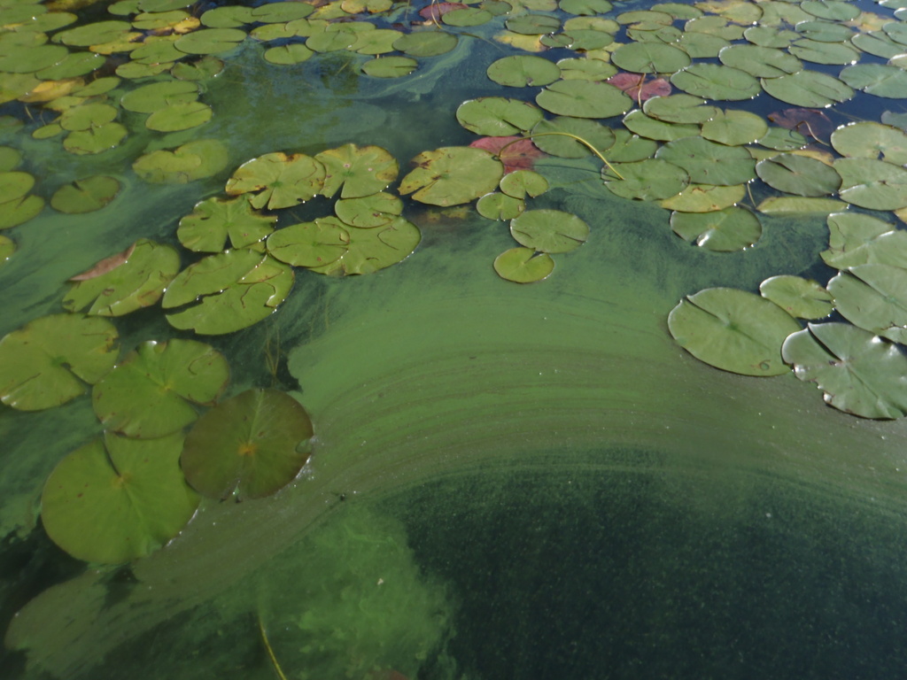 The Algae Triangle: Managing Nuisance Aquatic Plants Without Pesticides