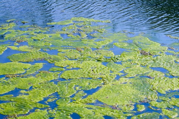 ALGAE BLOOMS: DID YOU KNOW? by Allstate Resource Management