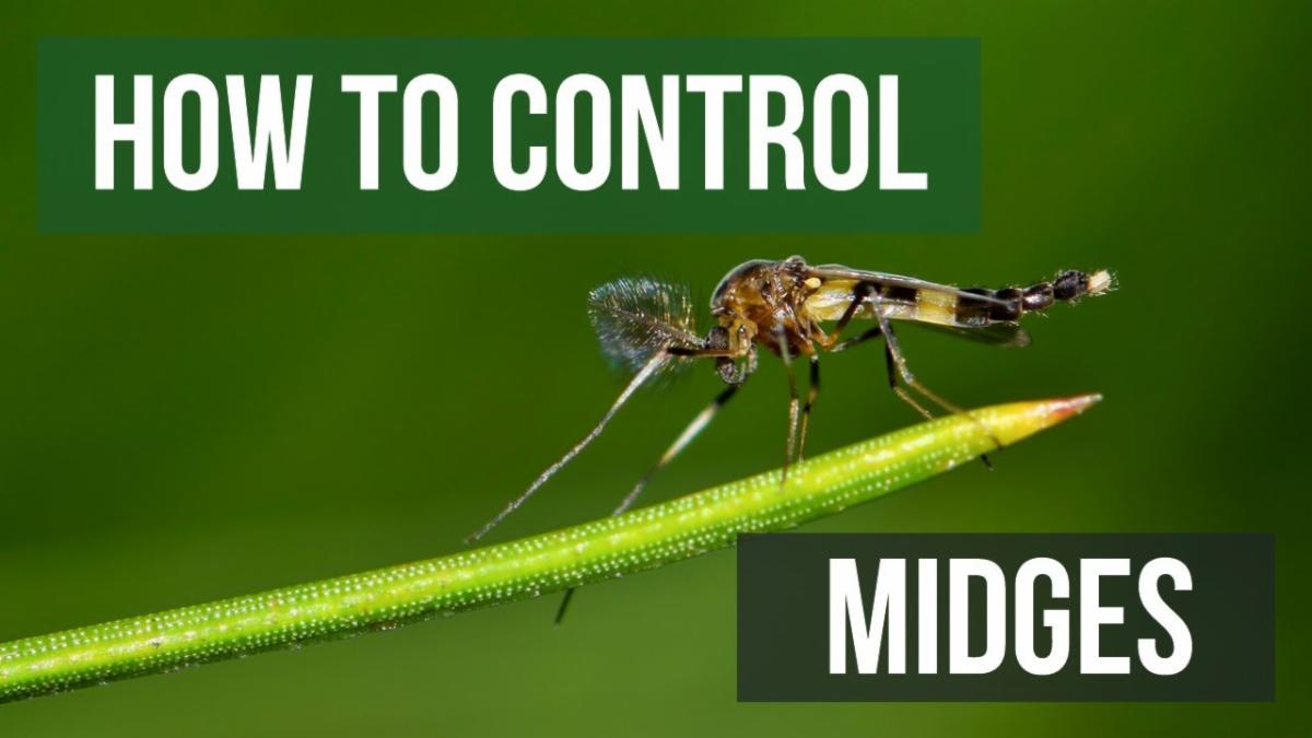 Mosquitos or Midges BUGGING you? from Allstate Lake Management