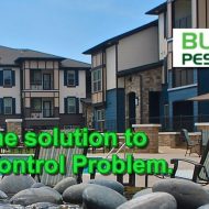 Bug Thugs – Pest Protection Services