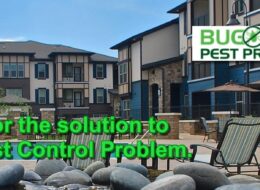 Bug Thugs – Pest Protection Services