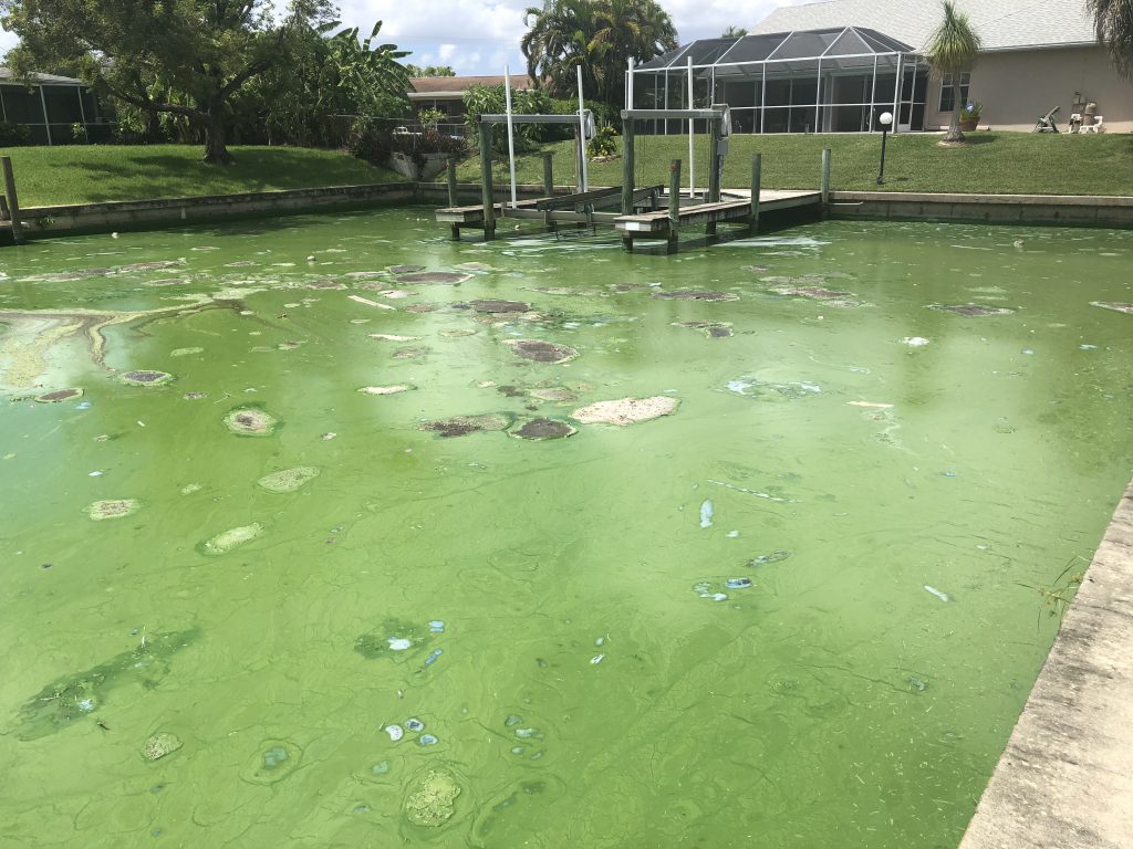 Are Algal Blooms Harmful to Humans? by SOLitude