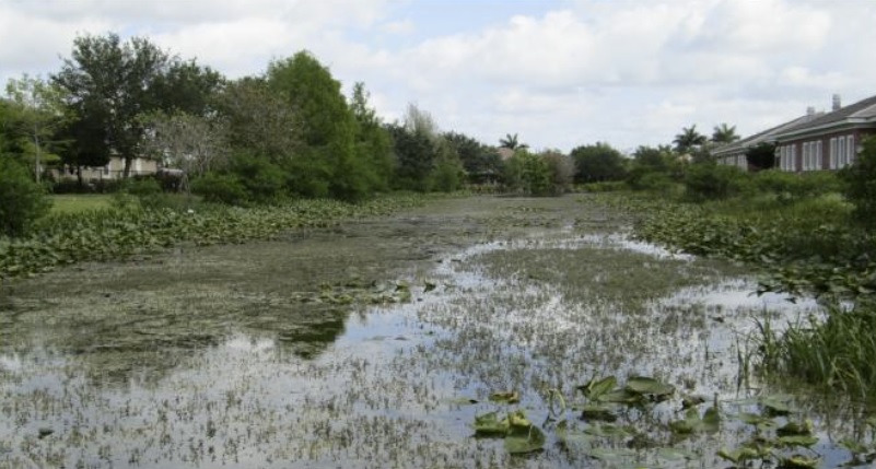 Understanding Your Lake “Where Did All These Weeds Come From?”